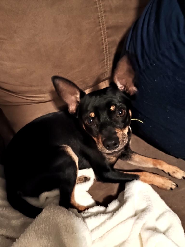 Enlarge The Dude, an adopted mixed breed in Colorado Springs, CO image 5/6