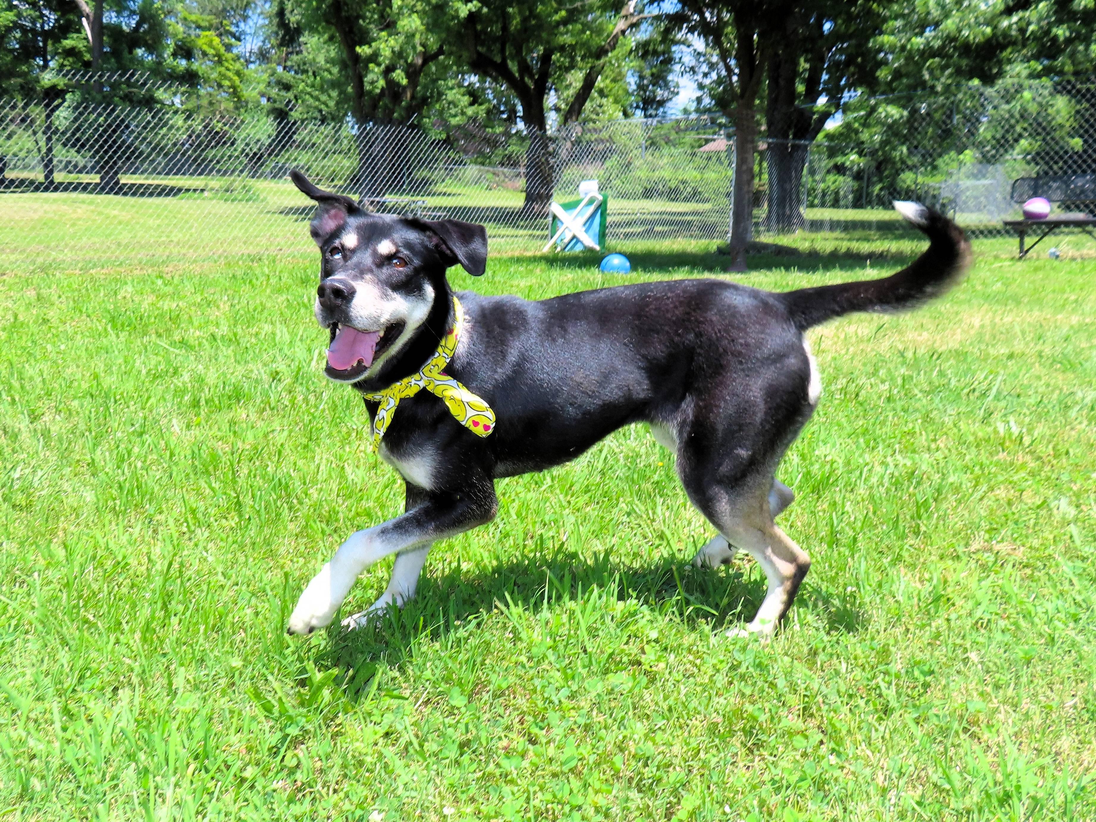 Gigi 7168, Adoptable, Adult Female Shepherd & Catahoula Leopard Dog.