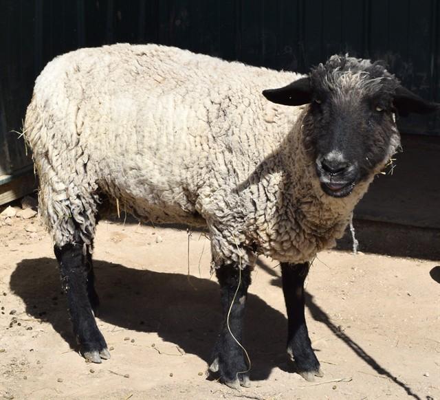 EMMA, Adoptable, Senior Female Sheep.