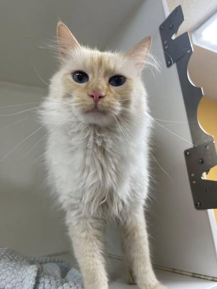 JORDAN, adopted, Young Male Siamese.