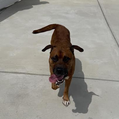 Brownie, Adoptable, Adult Male Pit Bull Terrier & Collie.