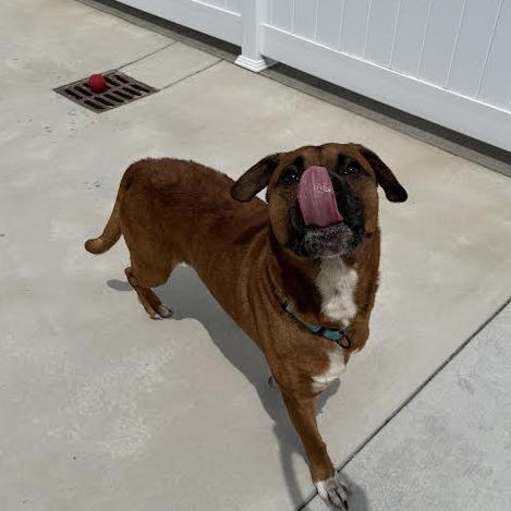 Brownie, a Adoptable mixed breed in Harrisonburg, VA image 2/6