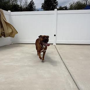 Brownie, a Adoptable mixed breed in Harrisonburg, VA image 3/6