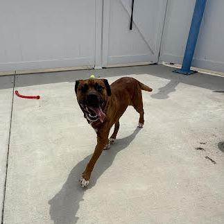 Brownie, a Adoptable mixed breed in Harrisonburg, VA image 4/6
