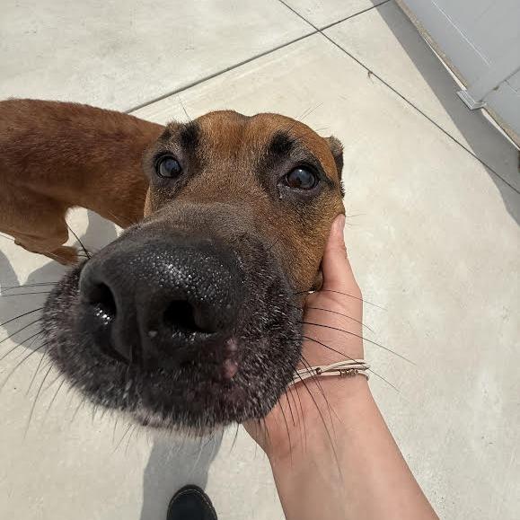 Brownie, a Adoptable mixed breed in Harrisonburg, VA image 5/6