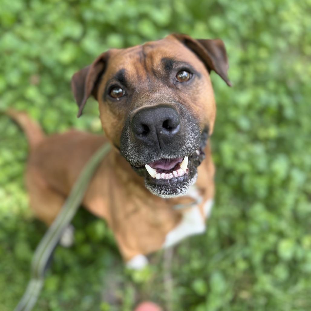 Brownie, a Adoptable mixed breed in Harrisonburg, VA image 6/6