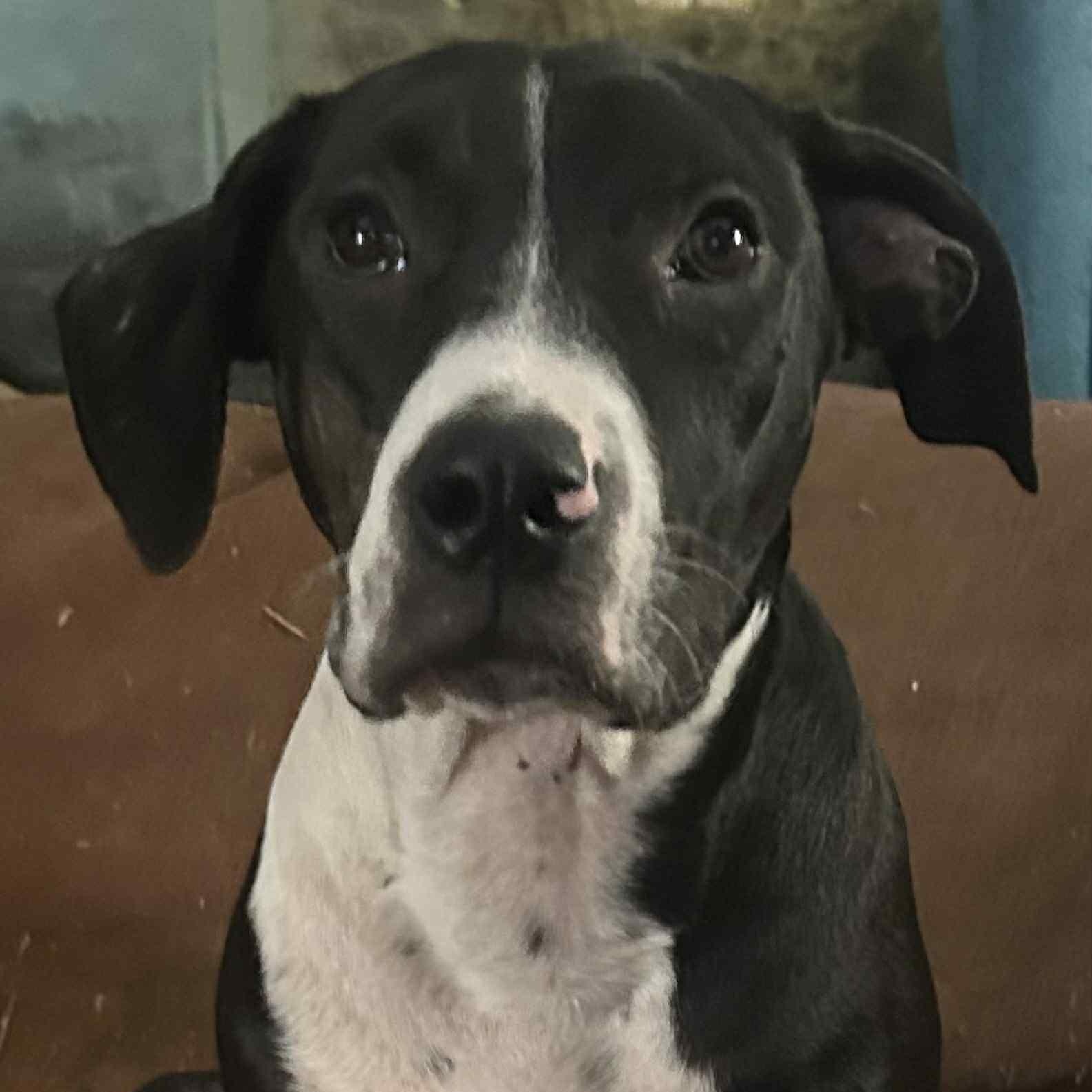 Walt, a Adoptable Mixed Breed in Pelham, NH image 3/6