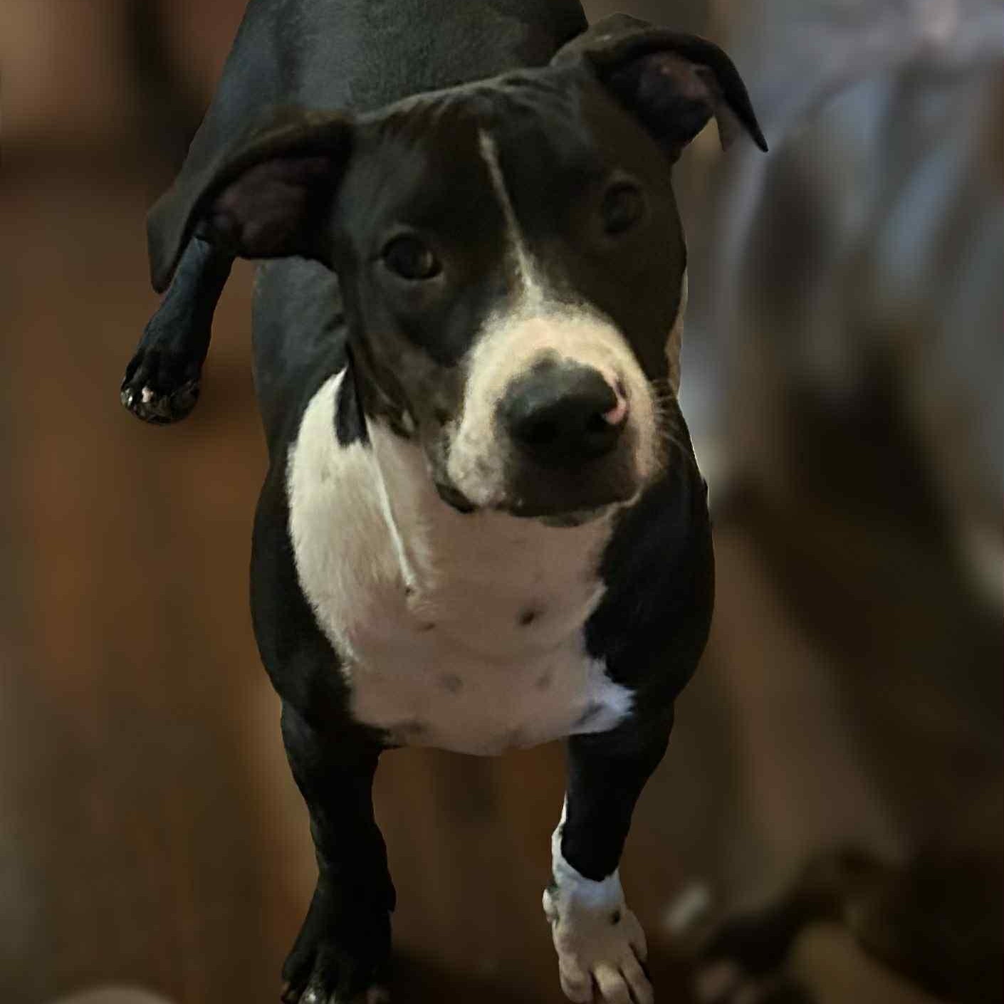 Walt, a Adoptable Mixed Breed in Pelham, NH image 4/6