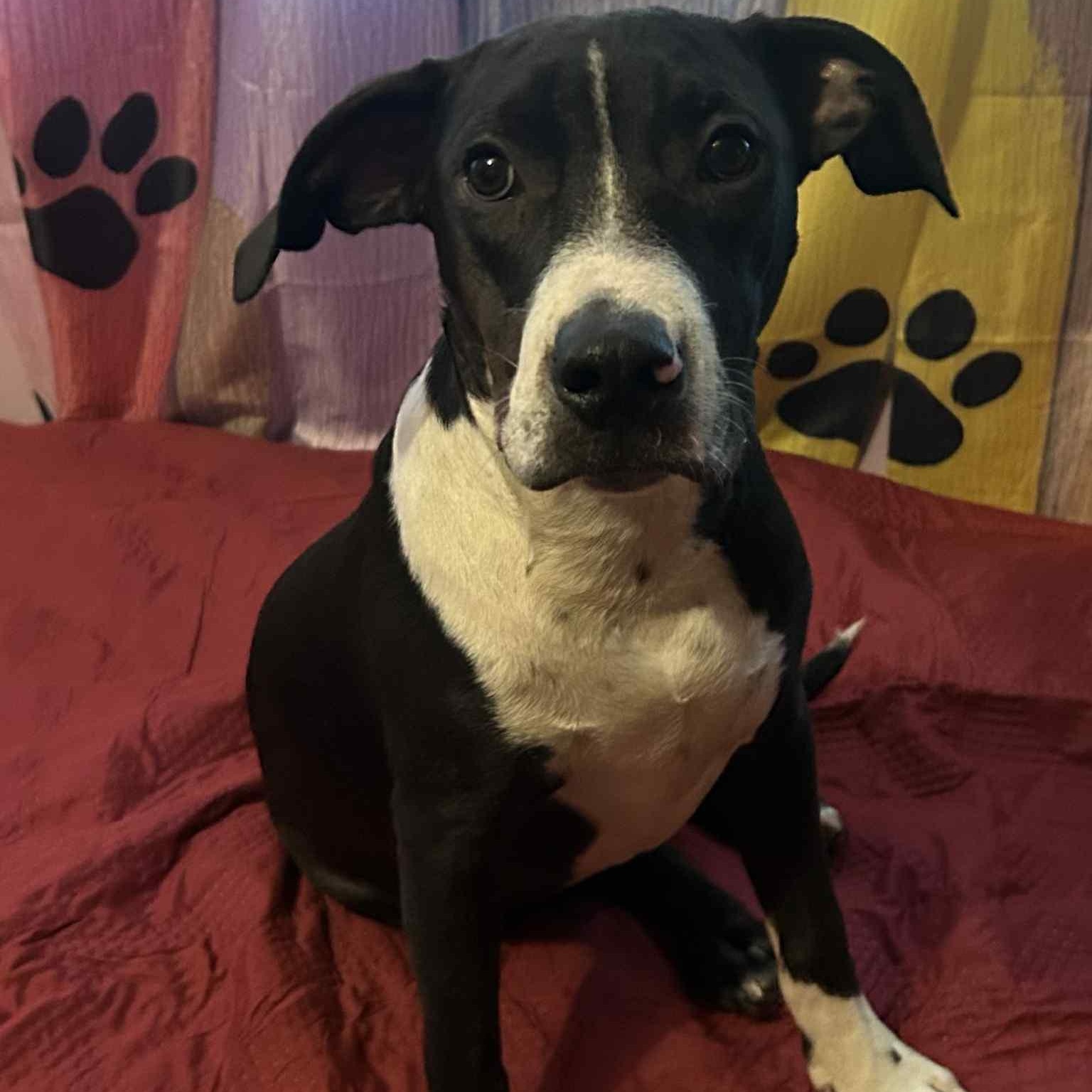 Walt, a Adoptable Mixed Breed in Pelham, NH image 5/6