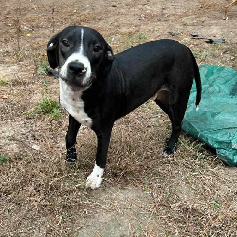 Walt, a Adoptable Mixed Breed in Pelham, NH image 2/6