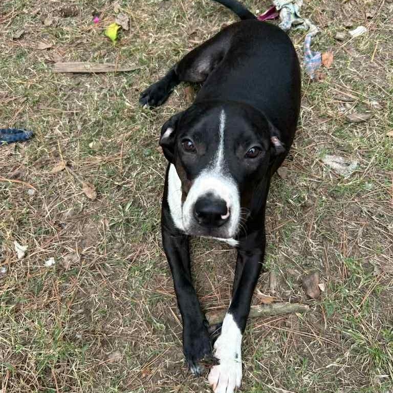 Walt, Adoptable, Young Male Mixed Breed.