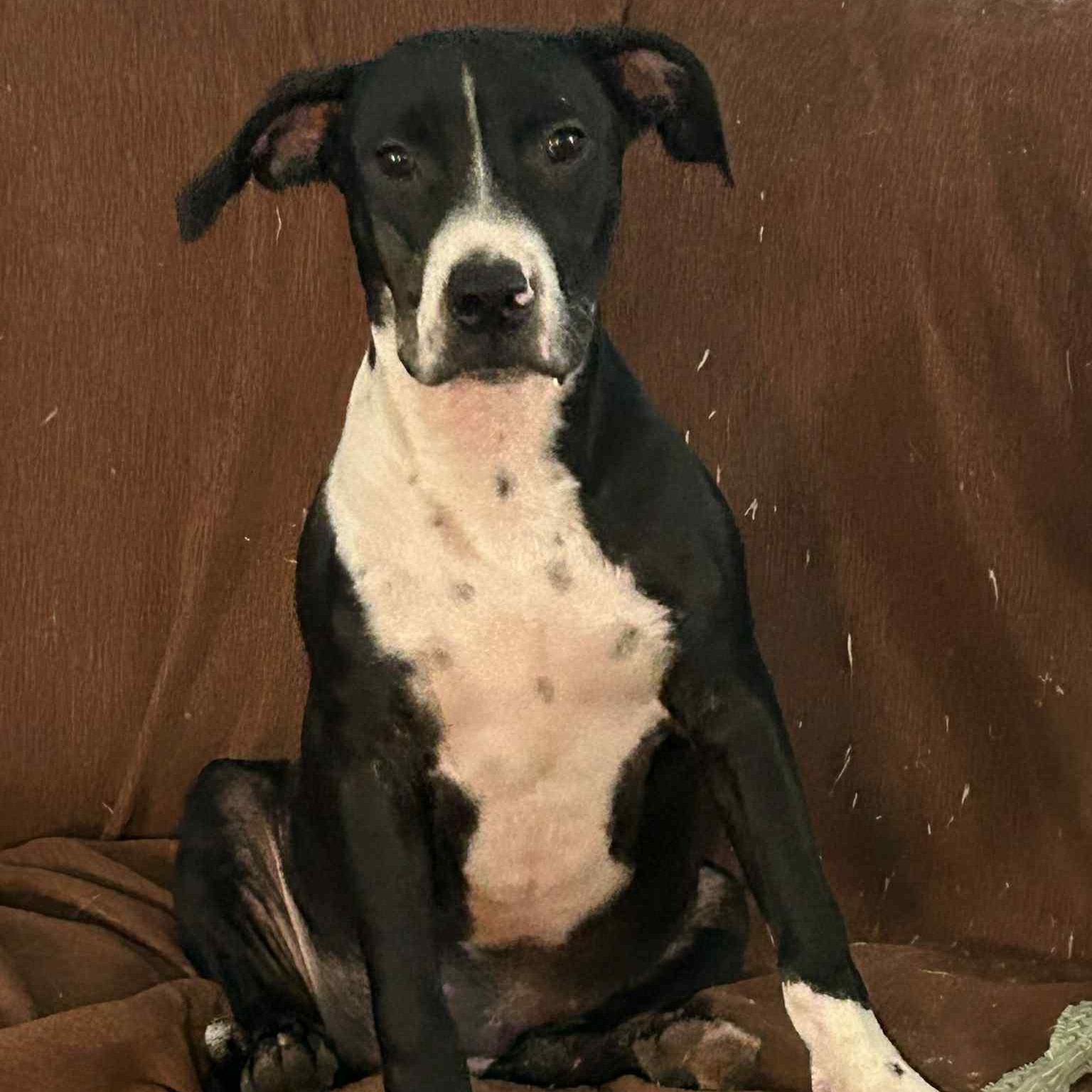 Walt, a Adoptable Mixed Breed in Pelham, NH image 6/6