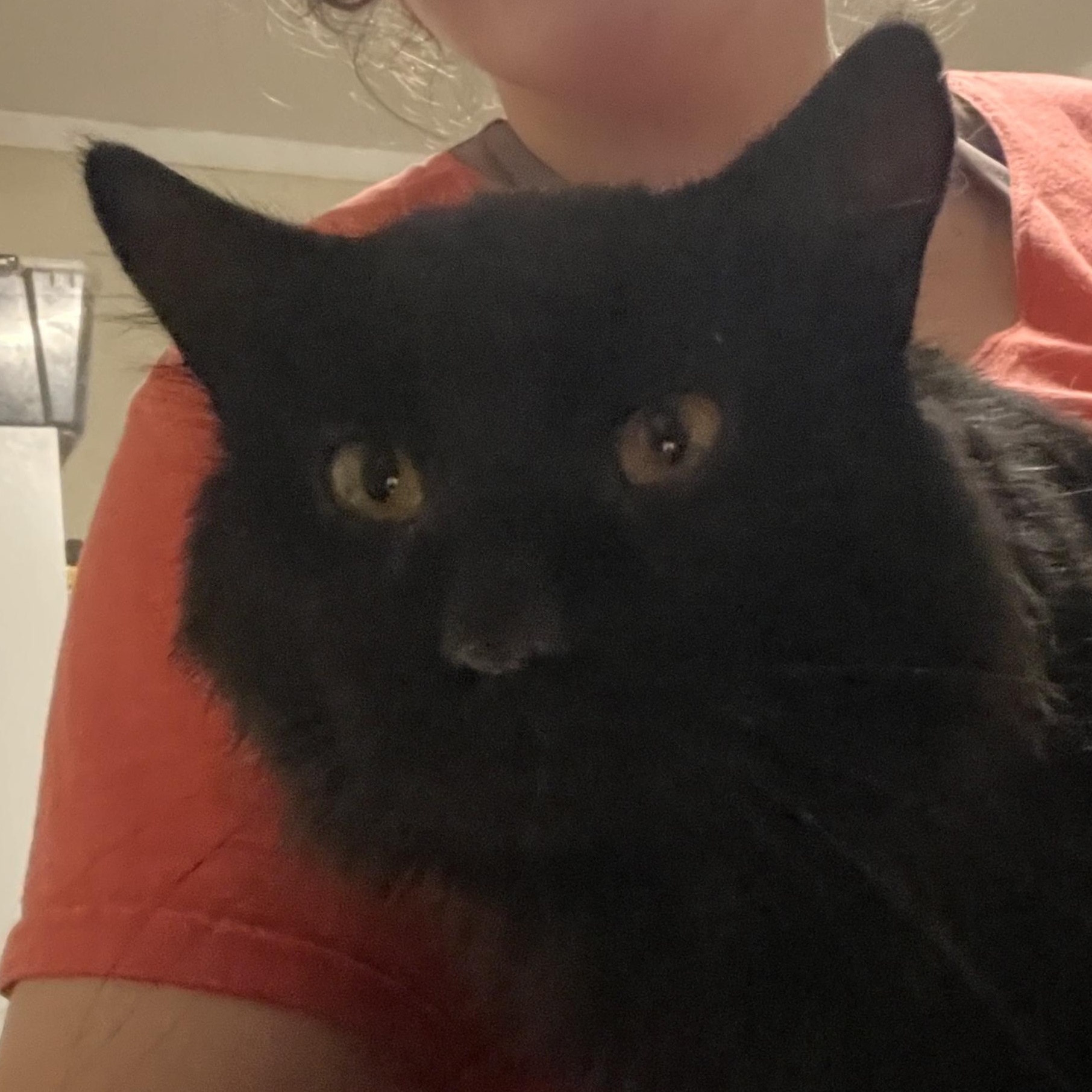 Enlarge Zurry, a Adoptable Domestic Medium Hair in Kent, OH image 5/5