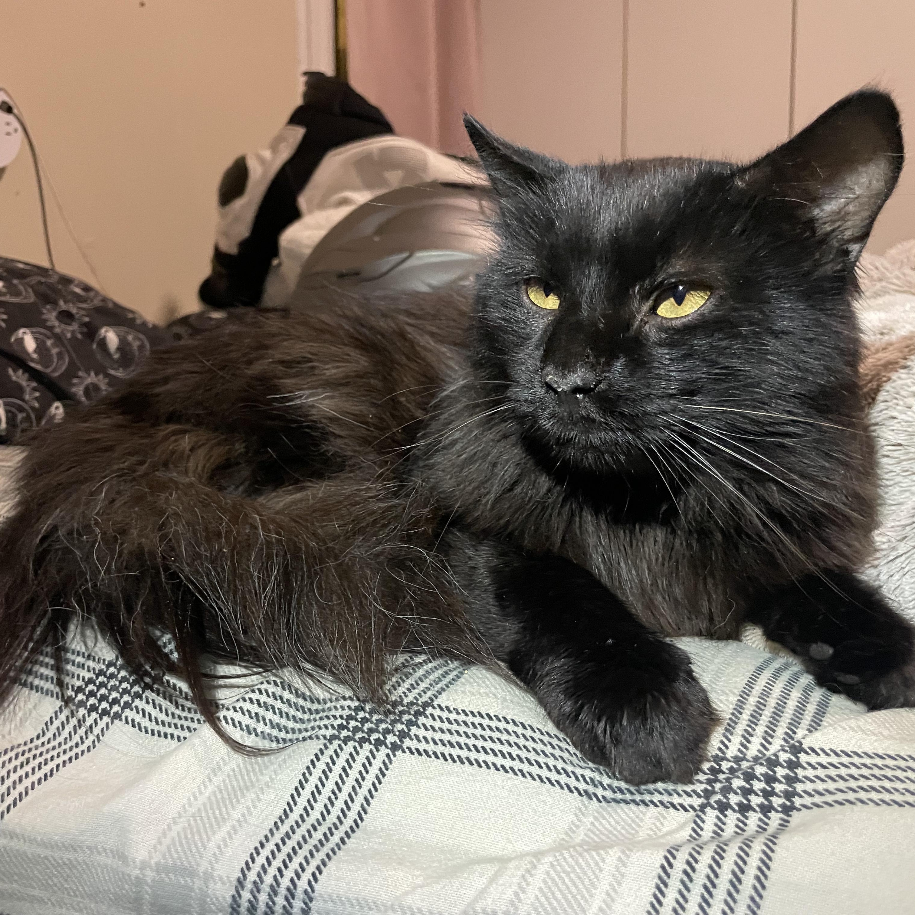 Enlarge Zurry, a Adoptable Domestic Medium Hair in Kent, OH image 2/5