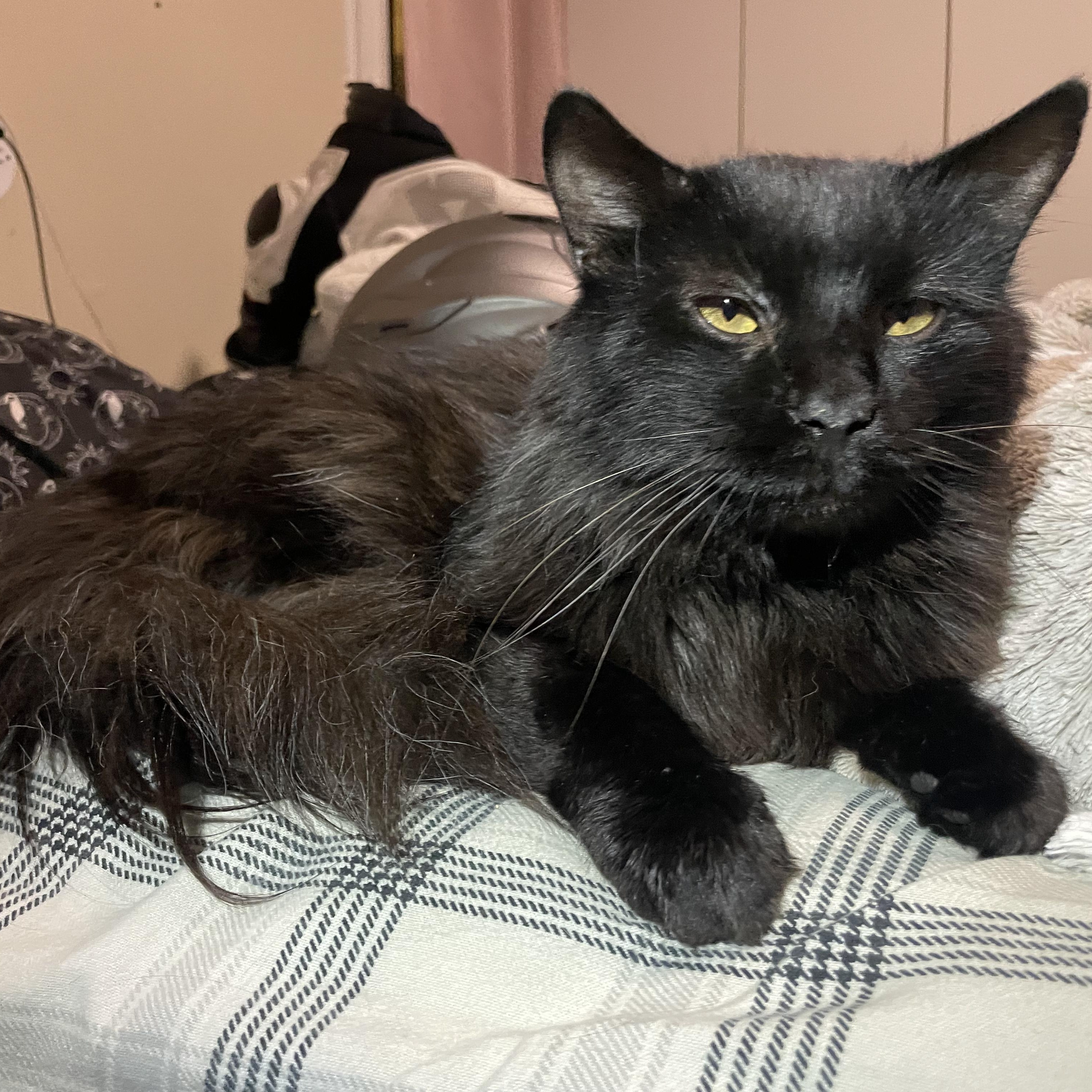 Zurry, Adoptable, Adult Male Domestic Medium Hair.