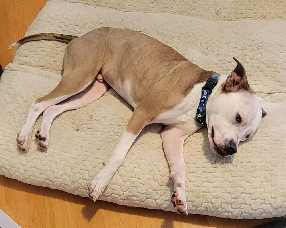 Enlarge Raleigh , a ADOPTABLE mixed breed in China Township, MI image 4/6