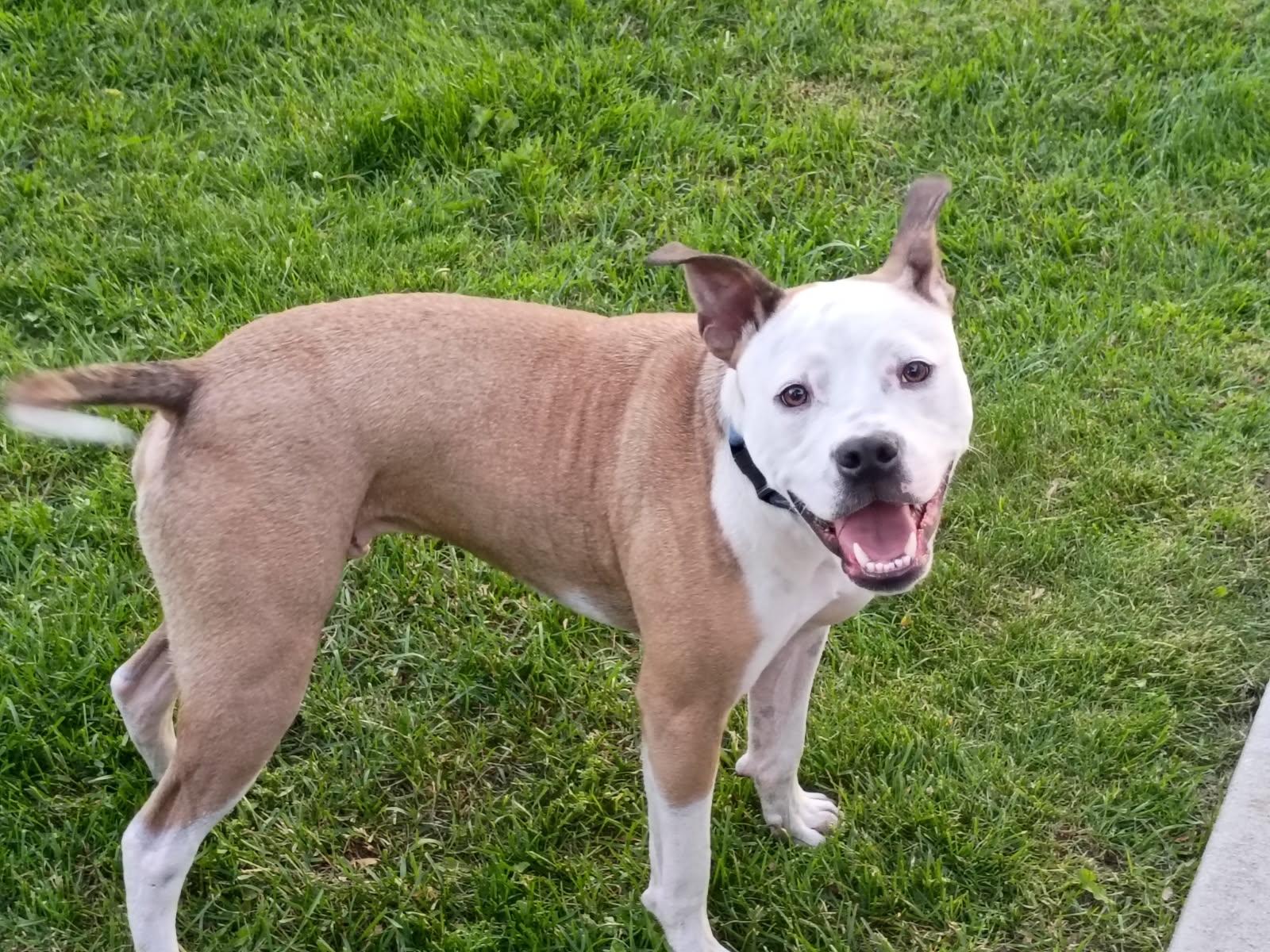 Enlarge Raleigh , a ADOPTABLE mixed breed in China Township, MI image 6/6