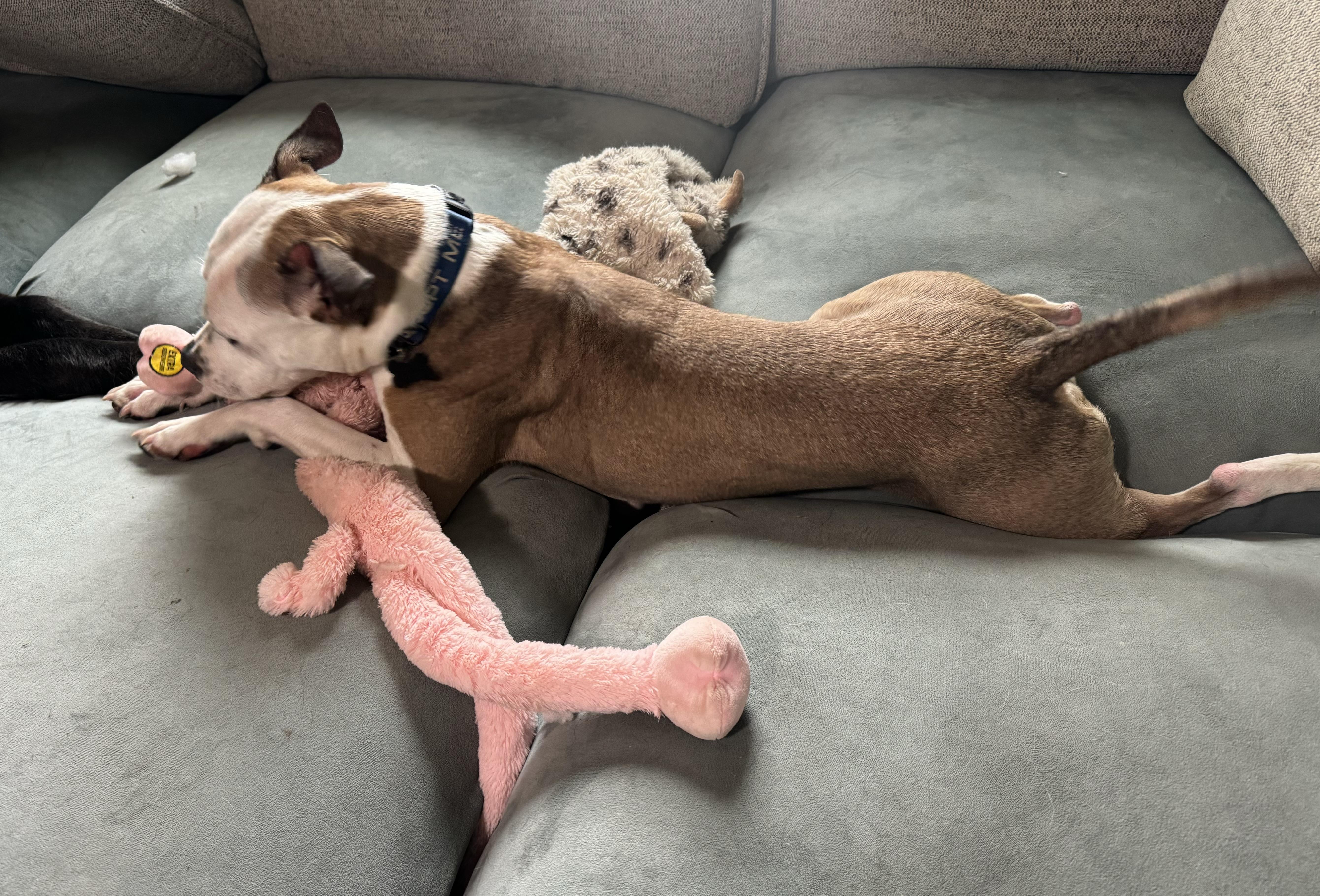 Enlarge Raleigh , a ADOPTABLE mixed breed in China Township, MI image 6/6
