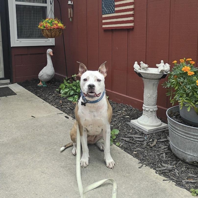 Raleigh , an adoptable mixed breed in China Township, MI image 5/6