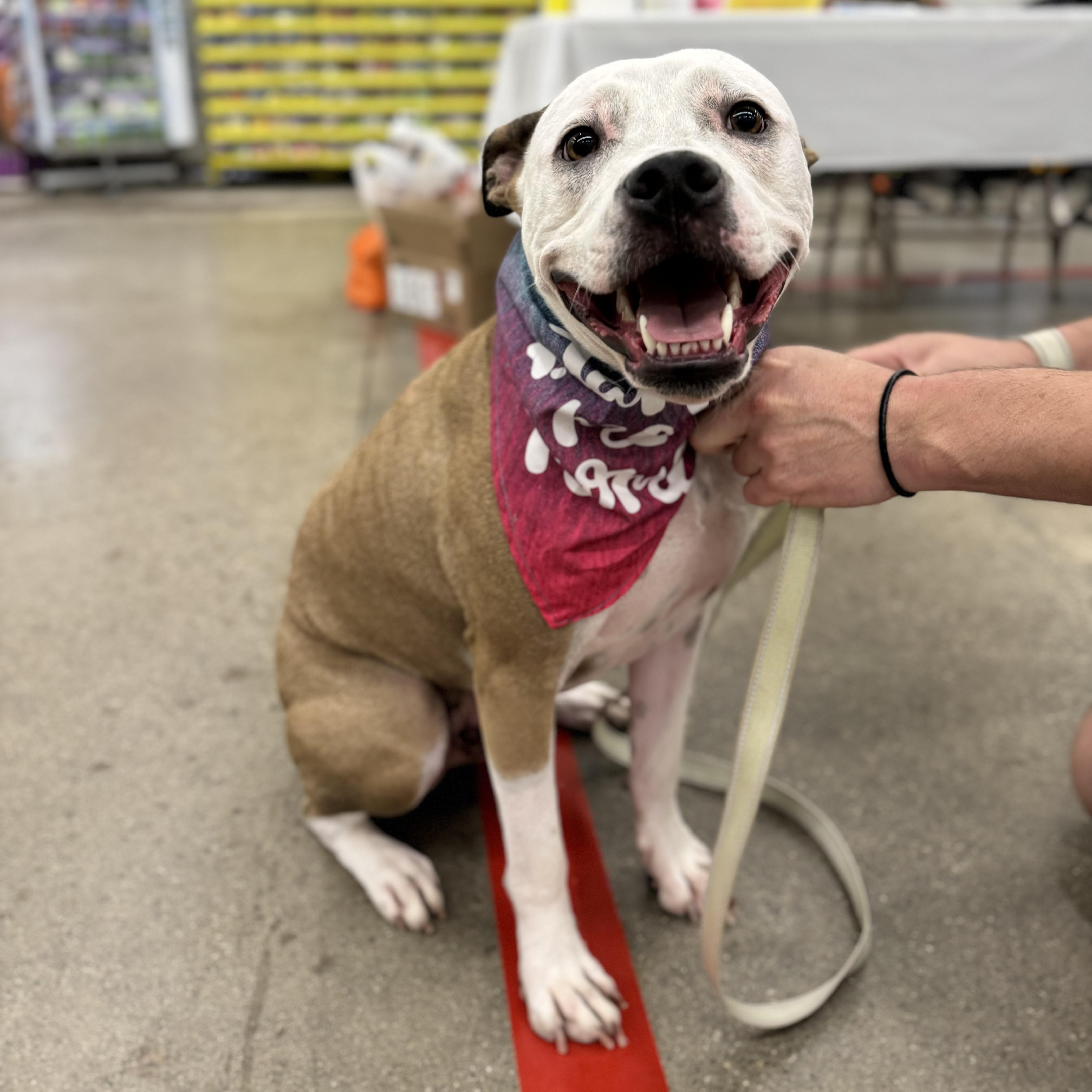 Raleigh , an adoptable mixed breed in China Township, MI image 6/6