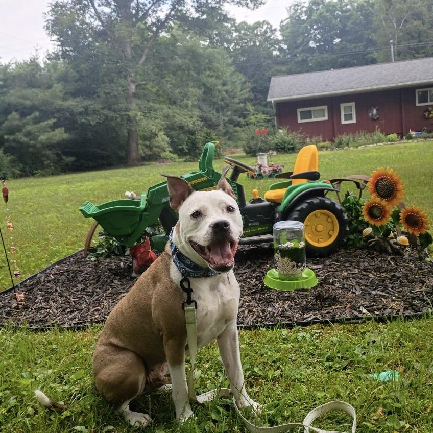 Raleigh , an adoptable mixed breed in China Township, MI image 4/6