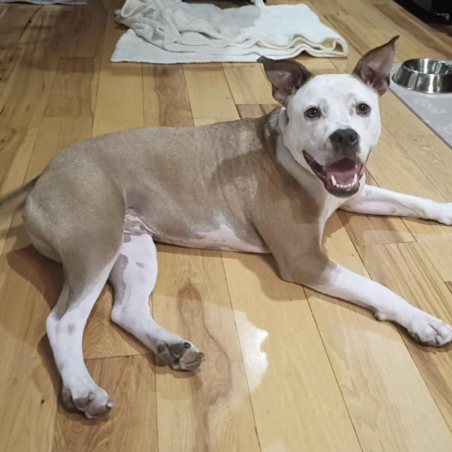 Raleigh , an adoptable mixed breed in China Township, MI image 1/6