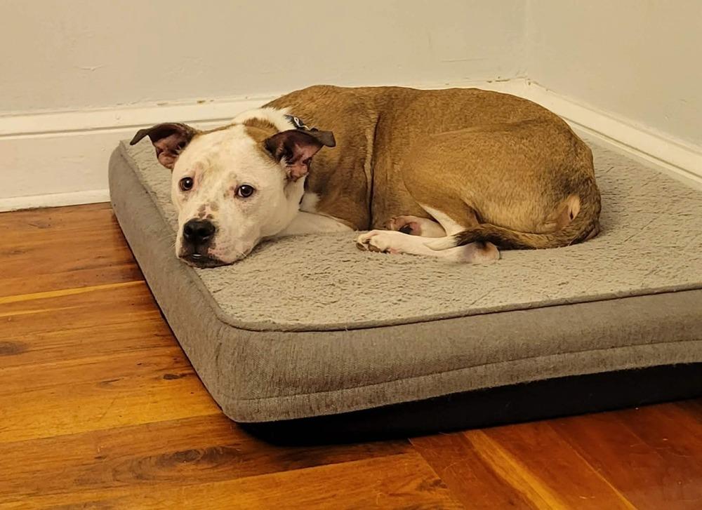 Enlarge Raleigh , a ADOPTABLE mixed breed in China Township, MI image 2/6