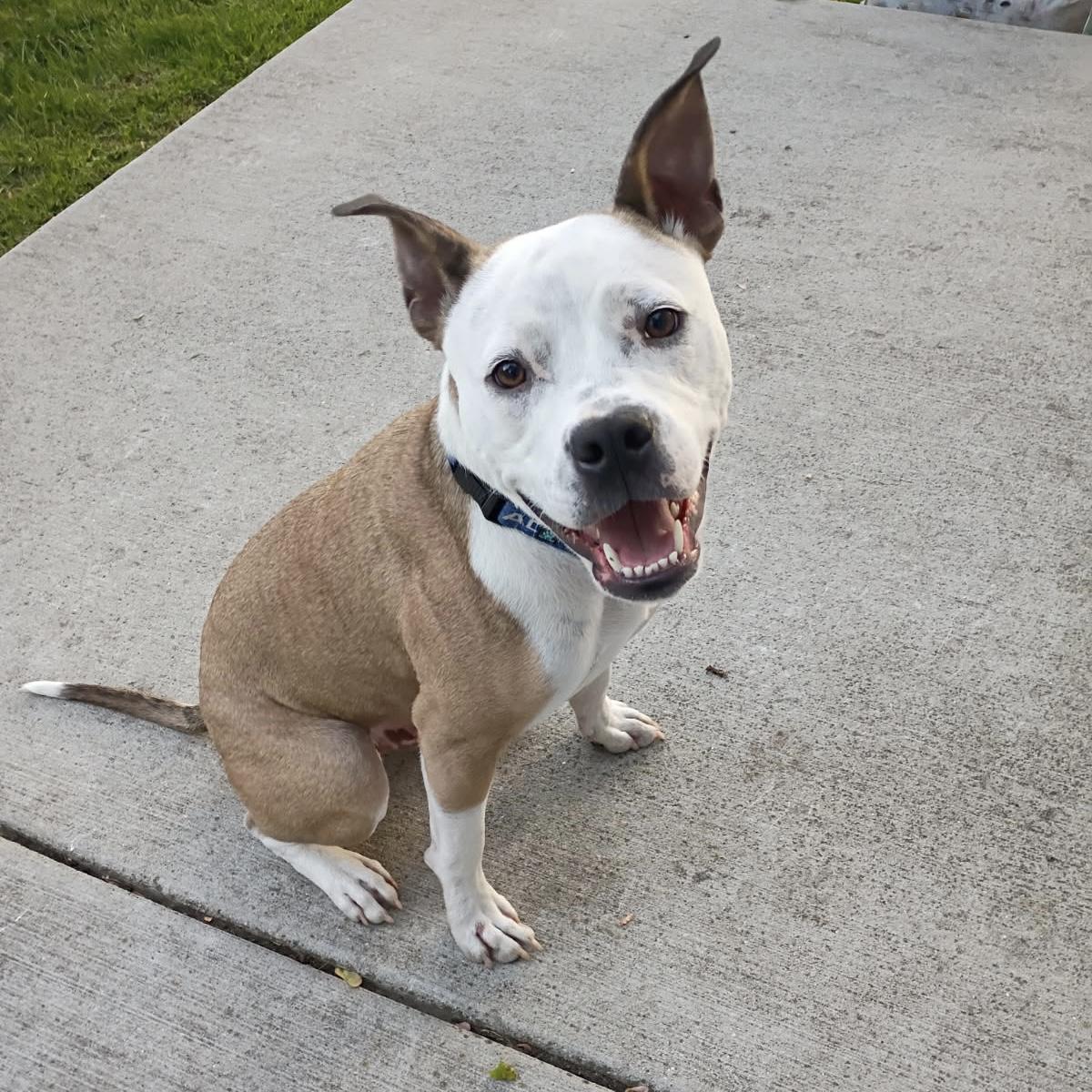 Enlarge Raleigh , a ADOPTABLE mixed breed in China Township, MI image 1/6