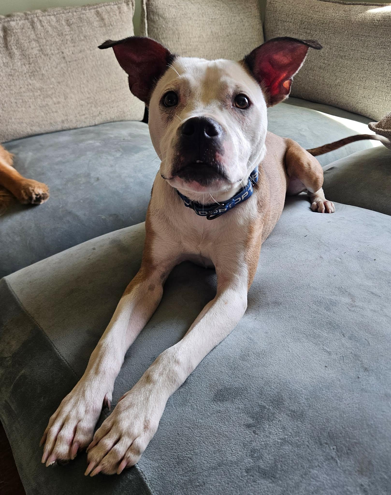 Raleigh , ADOPTABLE, Young Male Pit Bull Terrier & American Bulldog.