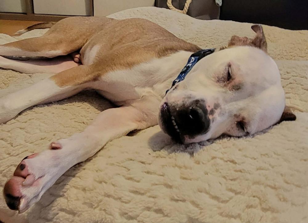 Enlarge Raleigh , a ADOPTABLE mixed breed in China Township, MI image 3/6