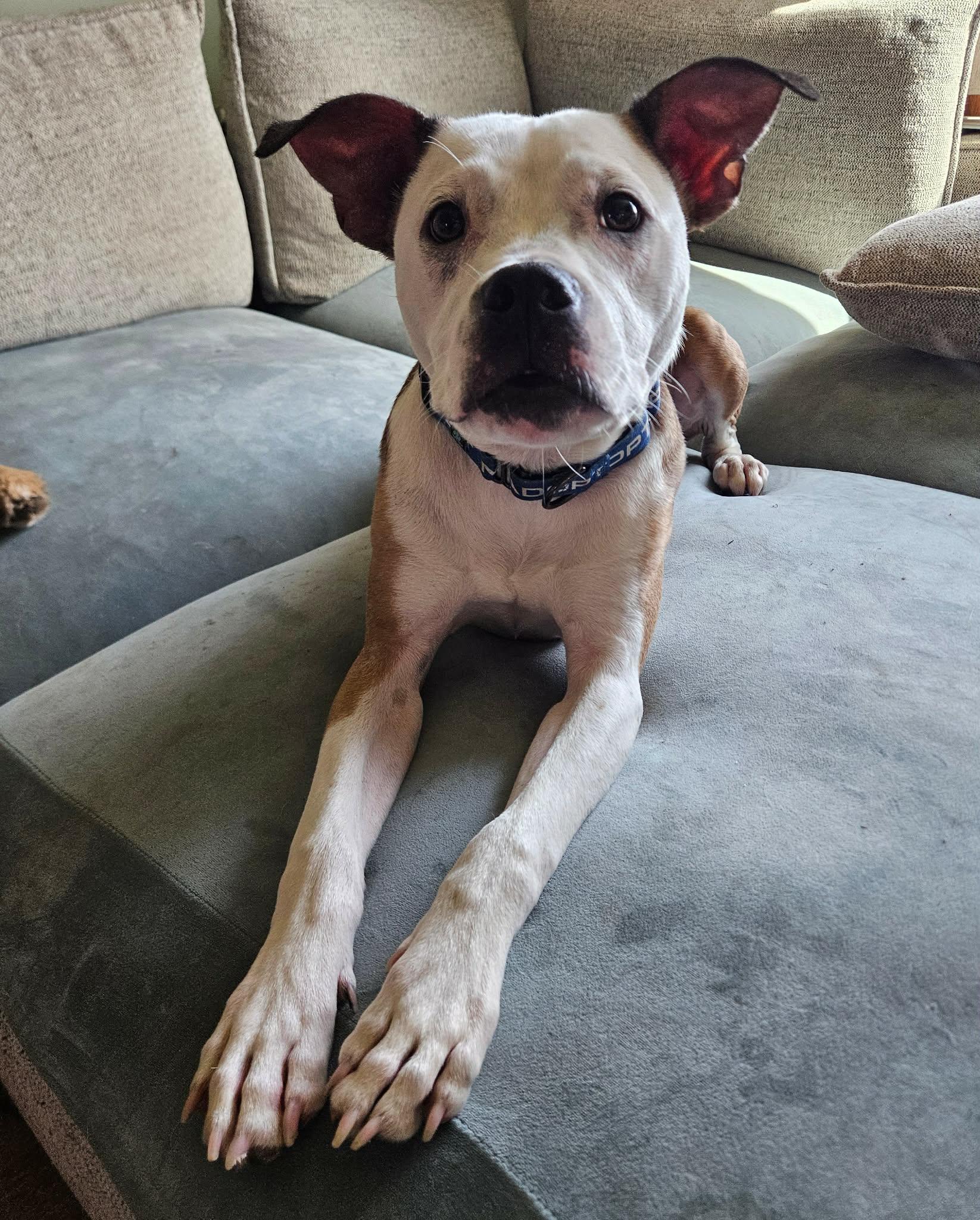 Enlarge Raleigh , a ADOPTABLE mixed breed in China Township, MI image 5/6