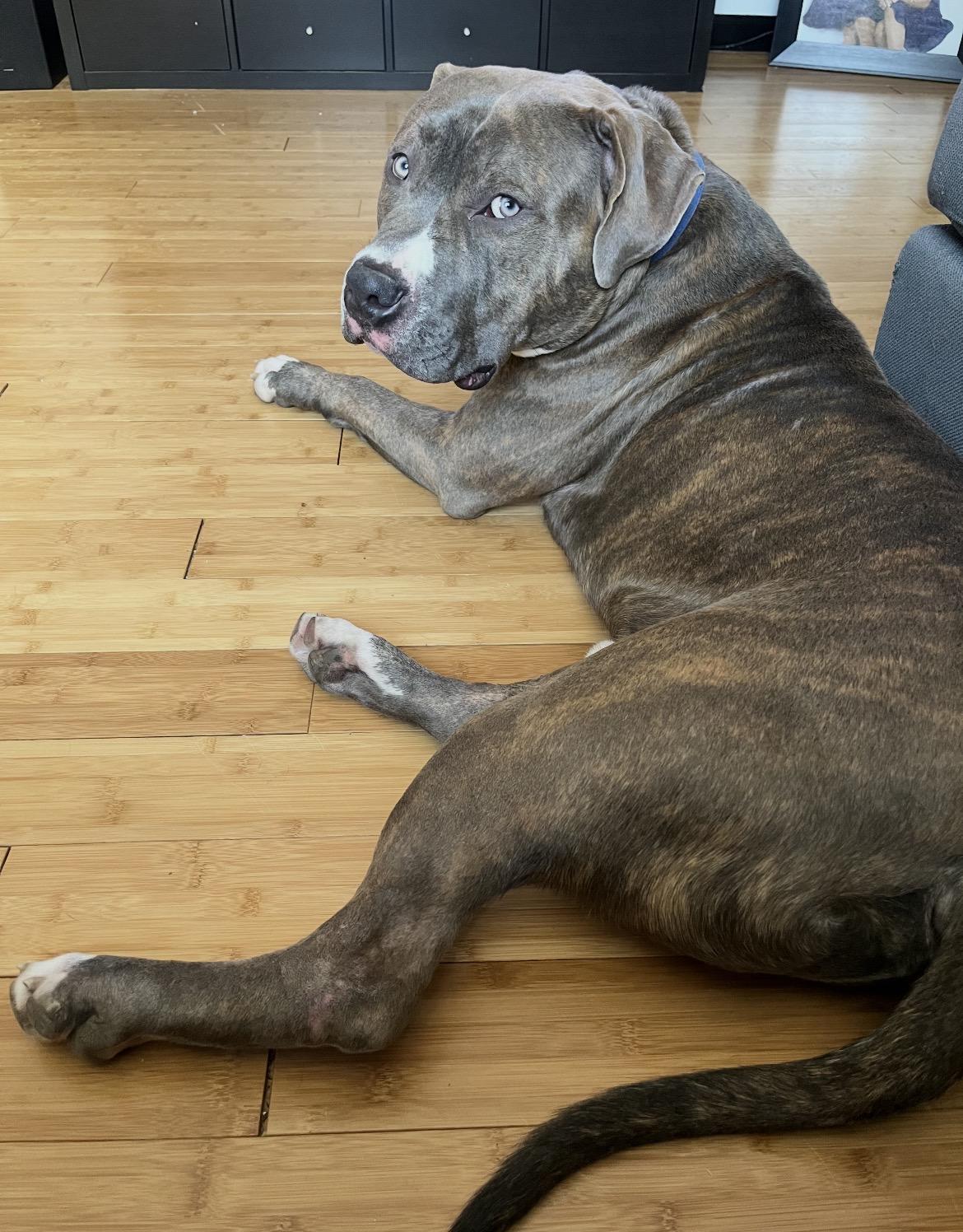 Enlarge Blue, an adoption pending American Bully in Mendham, NJ image 2/3