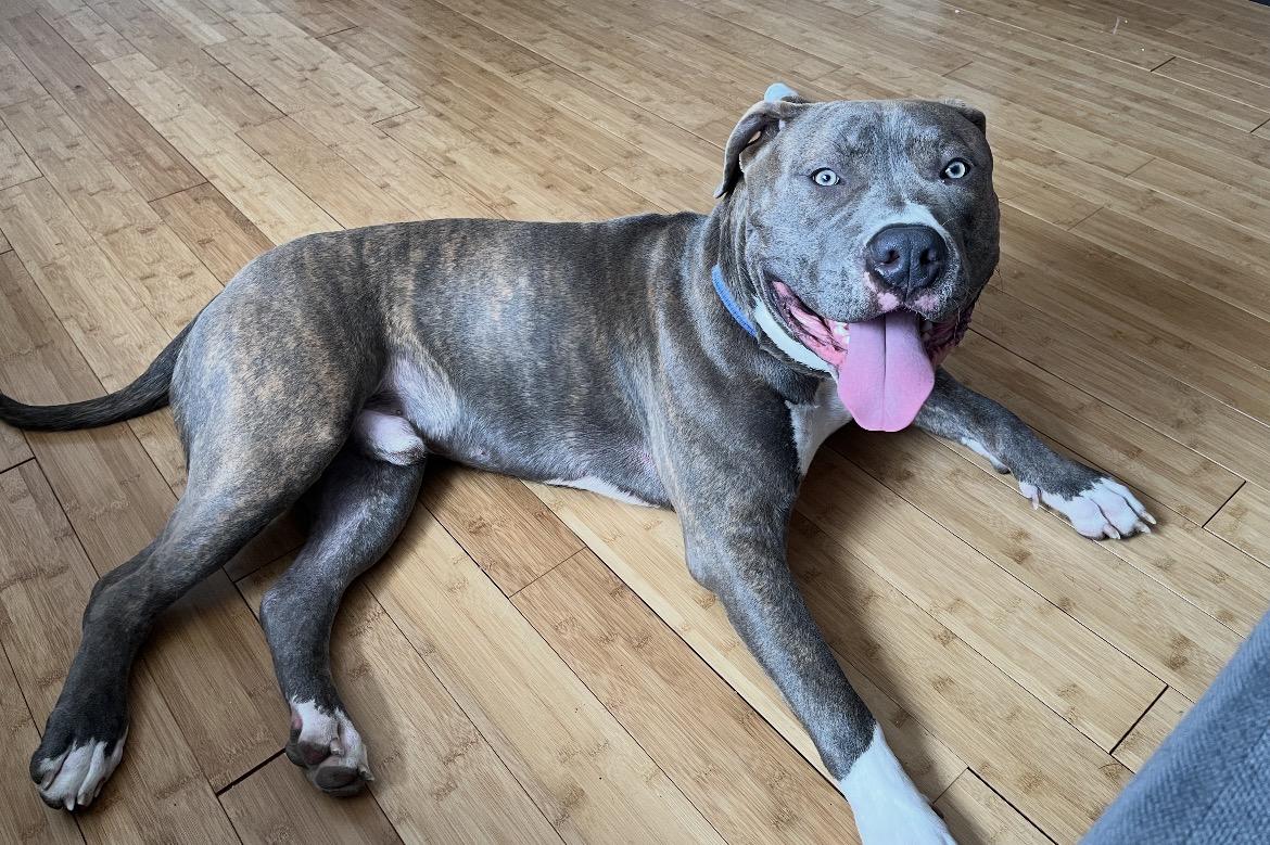 Blue, ADOPTABLE, Adult Male American Bully.