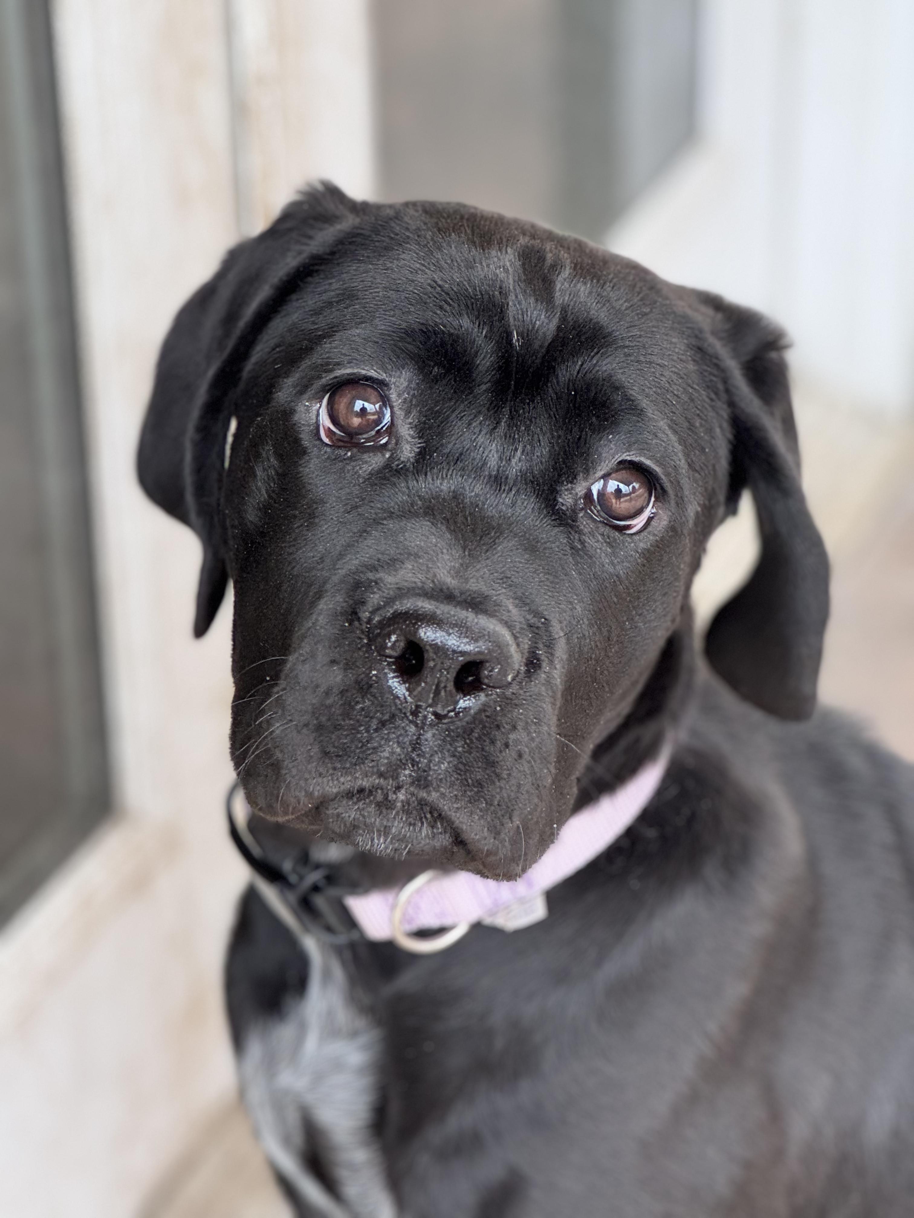 Enlarge Birdie , a ADOPTABLE Cane Corso in salt lake city, UT image 1/6