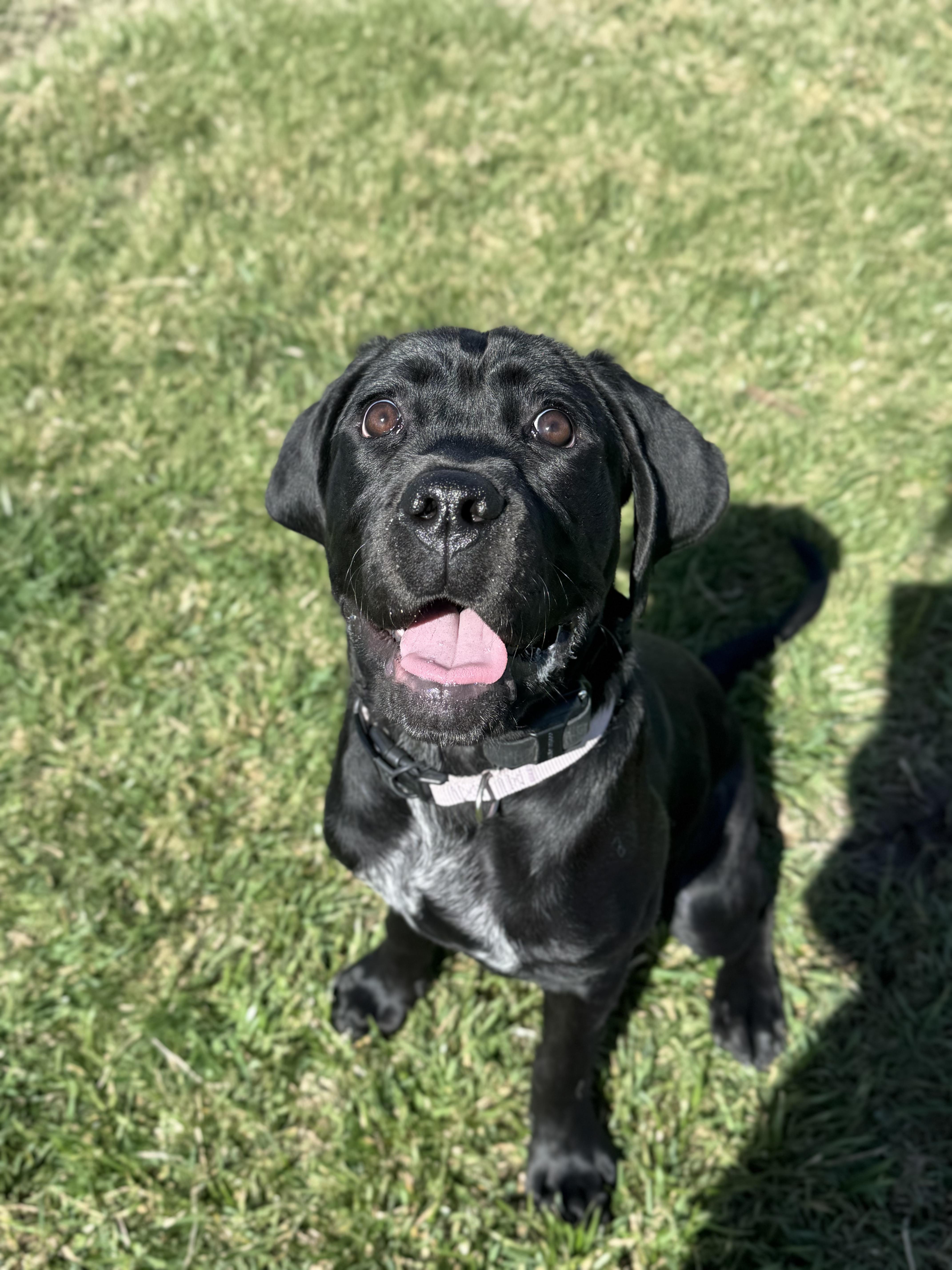 Enlarge Birdie , a ADOPTABLE Cane Corso in salt lake city, UT image 3/6