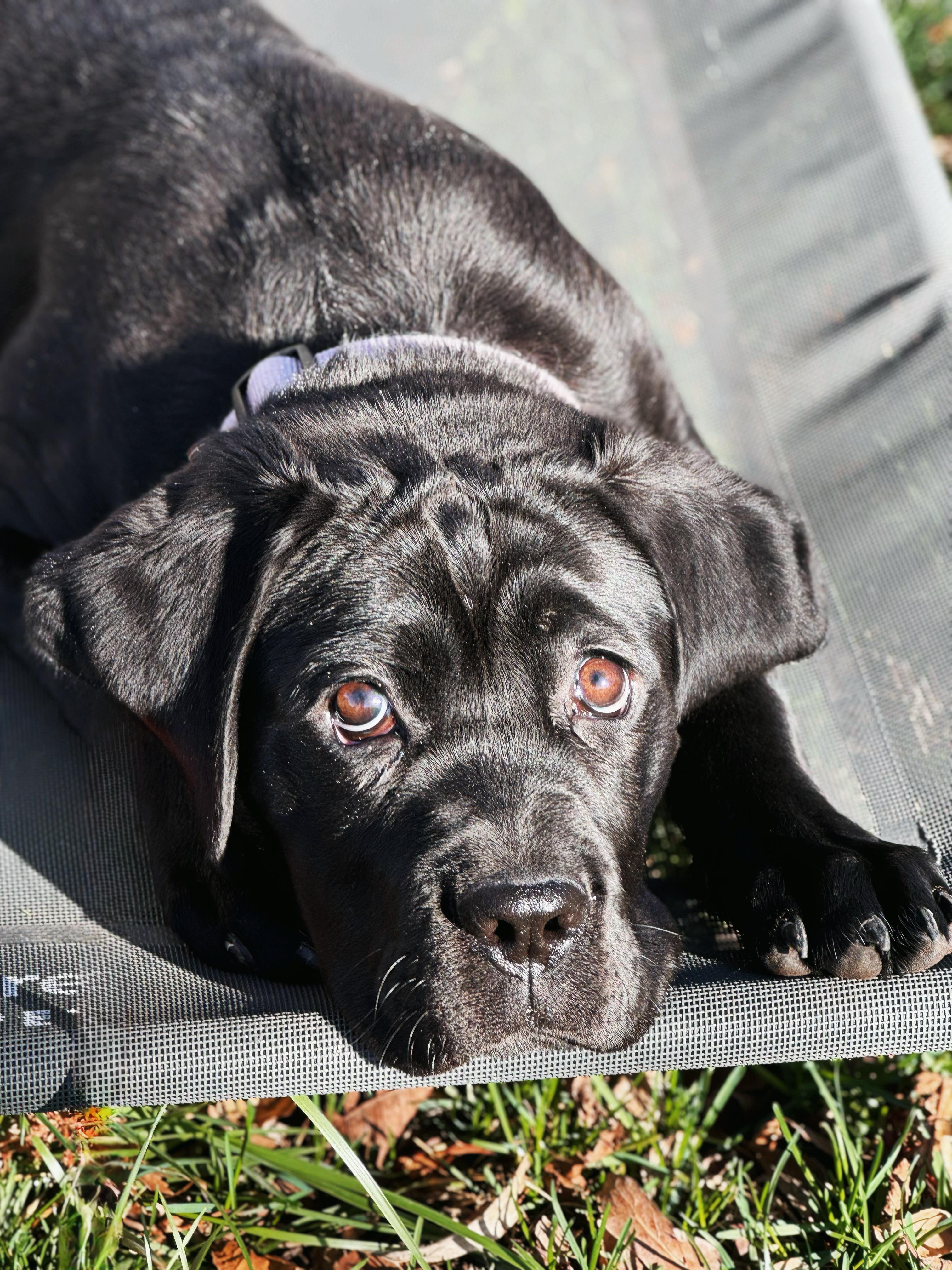 Enlarge Birdie , a ADOPTABLE Cane Corso in salt lake city, UT image 4/6