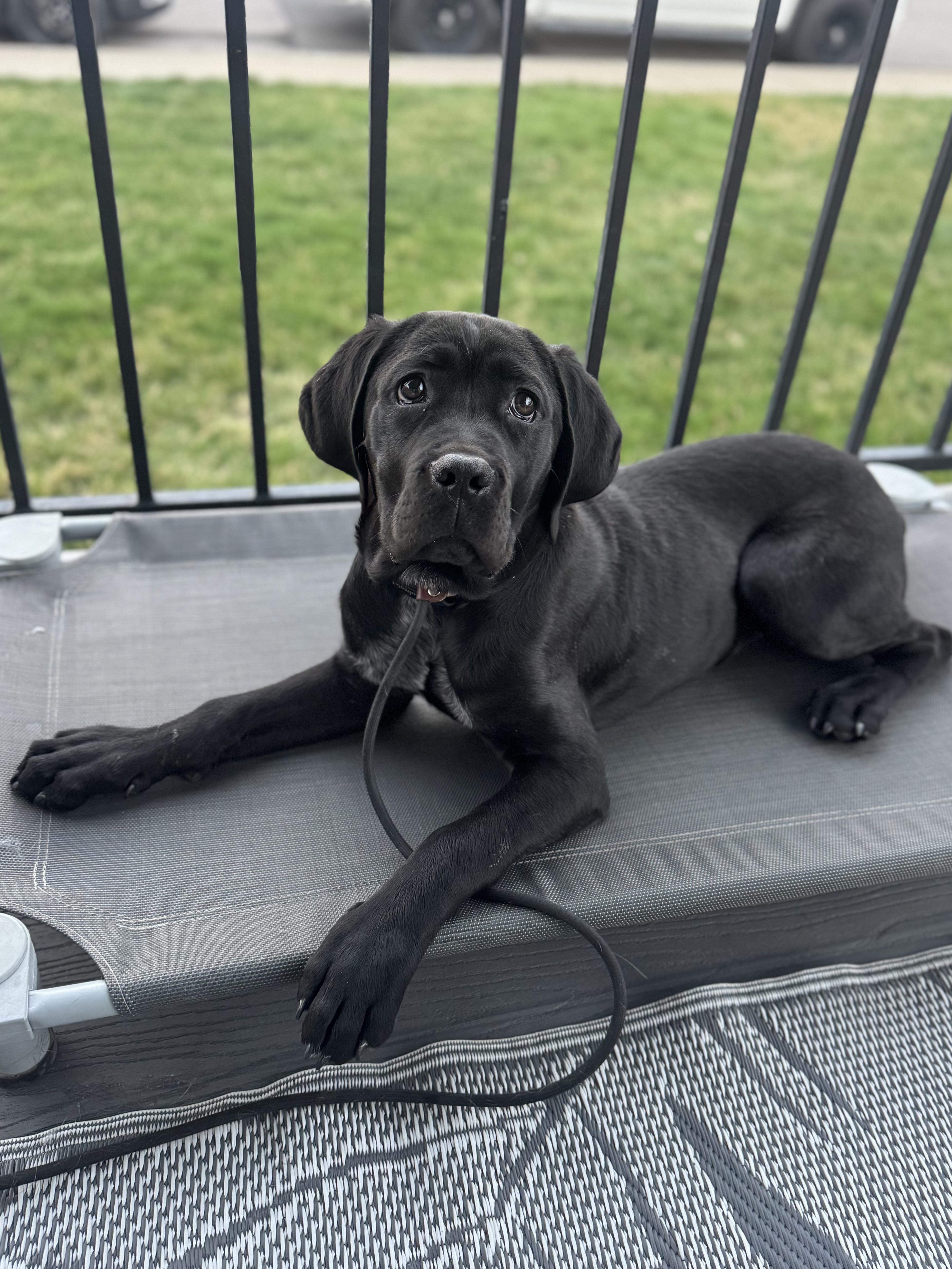Enlarge Birdie , a ADOPTABLE Cane Corso in salt lake city, UT image 2/6