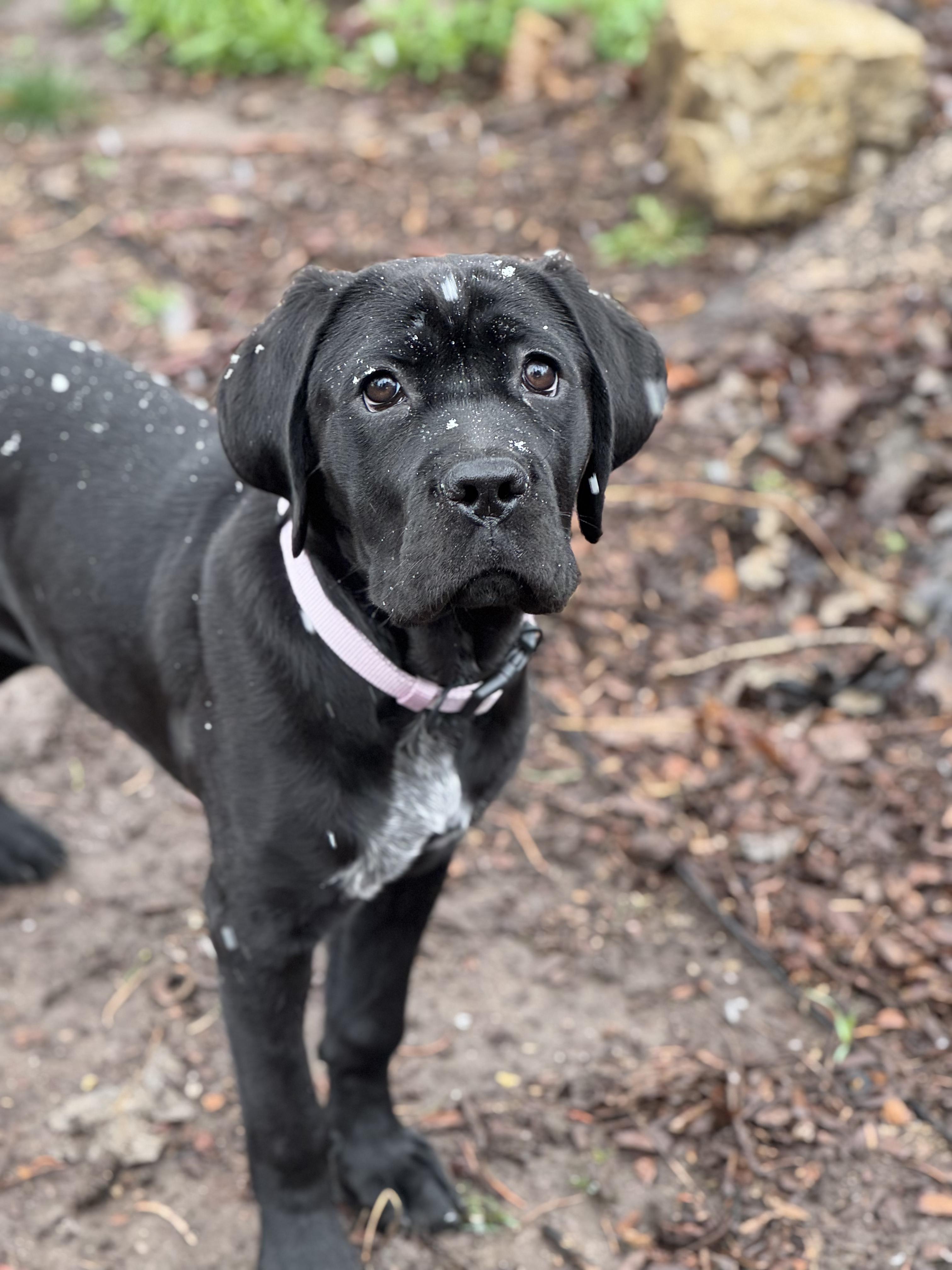 Enlarge Birdie , a ADOPTABLE Cane Corso in salt lake city, UT image 6/6
