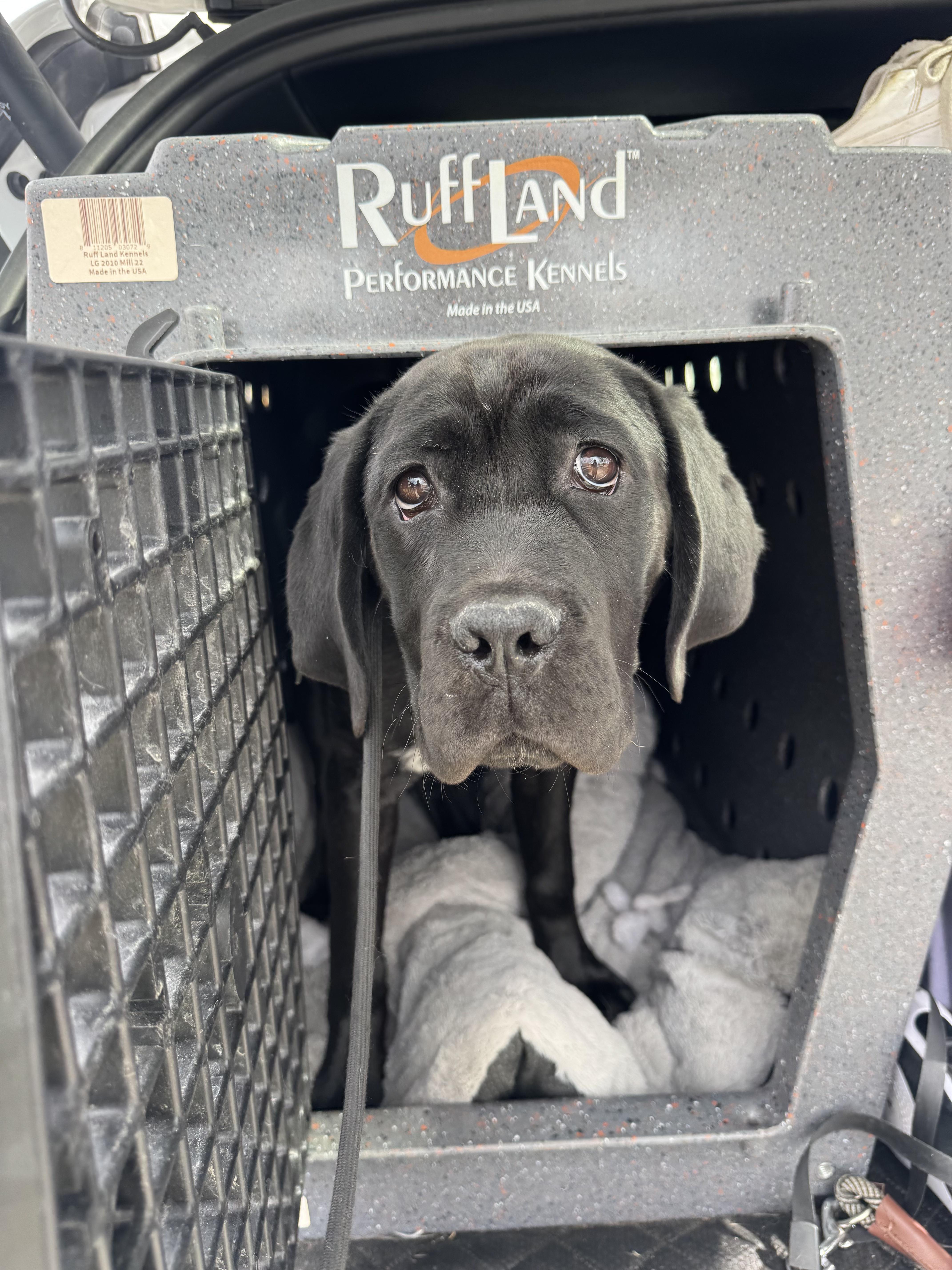 Enlarge Birdie , a ADOPTABLE Cane Corso in salt lake city, UT image 5/6