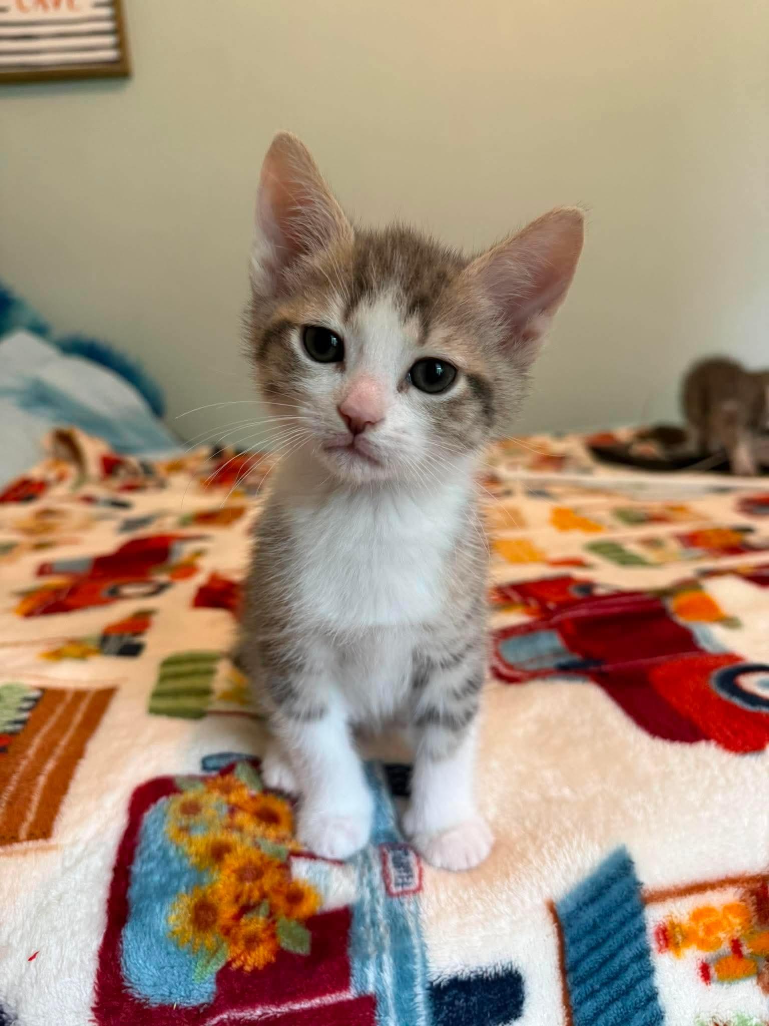 Dale, Adoptable, Kitten Male Domestic Short Hair.