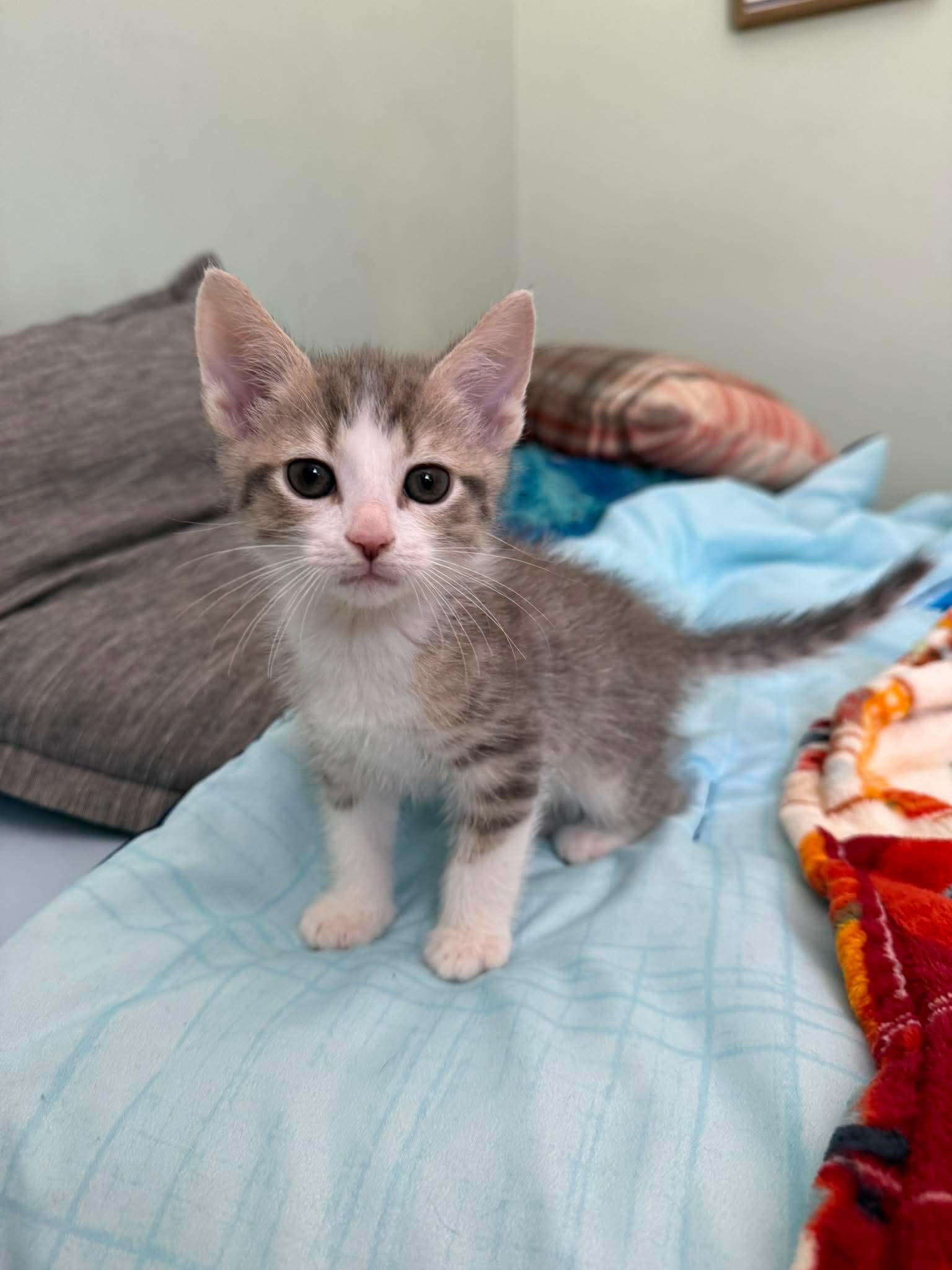 Dale, a Adoptable Domestic Short Hair in Oakboro , NC image 2/3