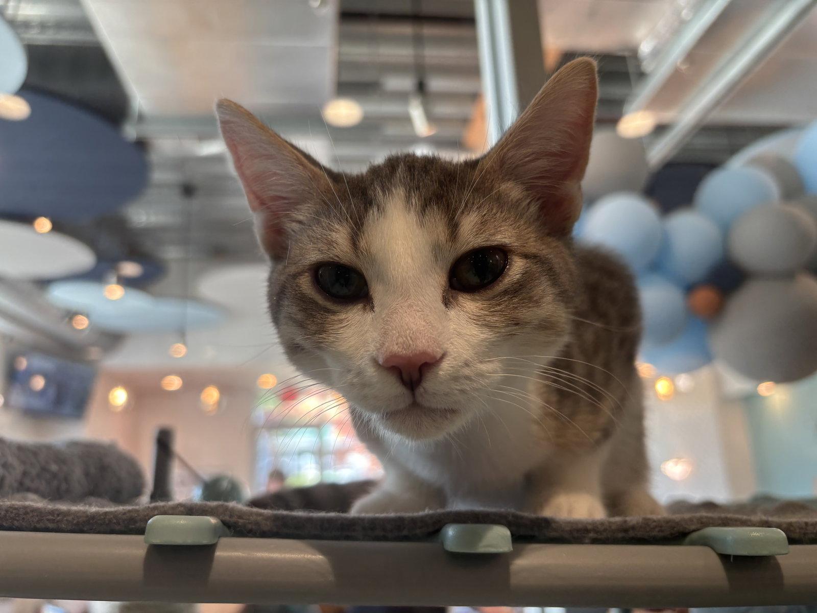 Dale, a Adoptable Domestic Short Hair in Oakboro , NC image 1/2
