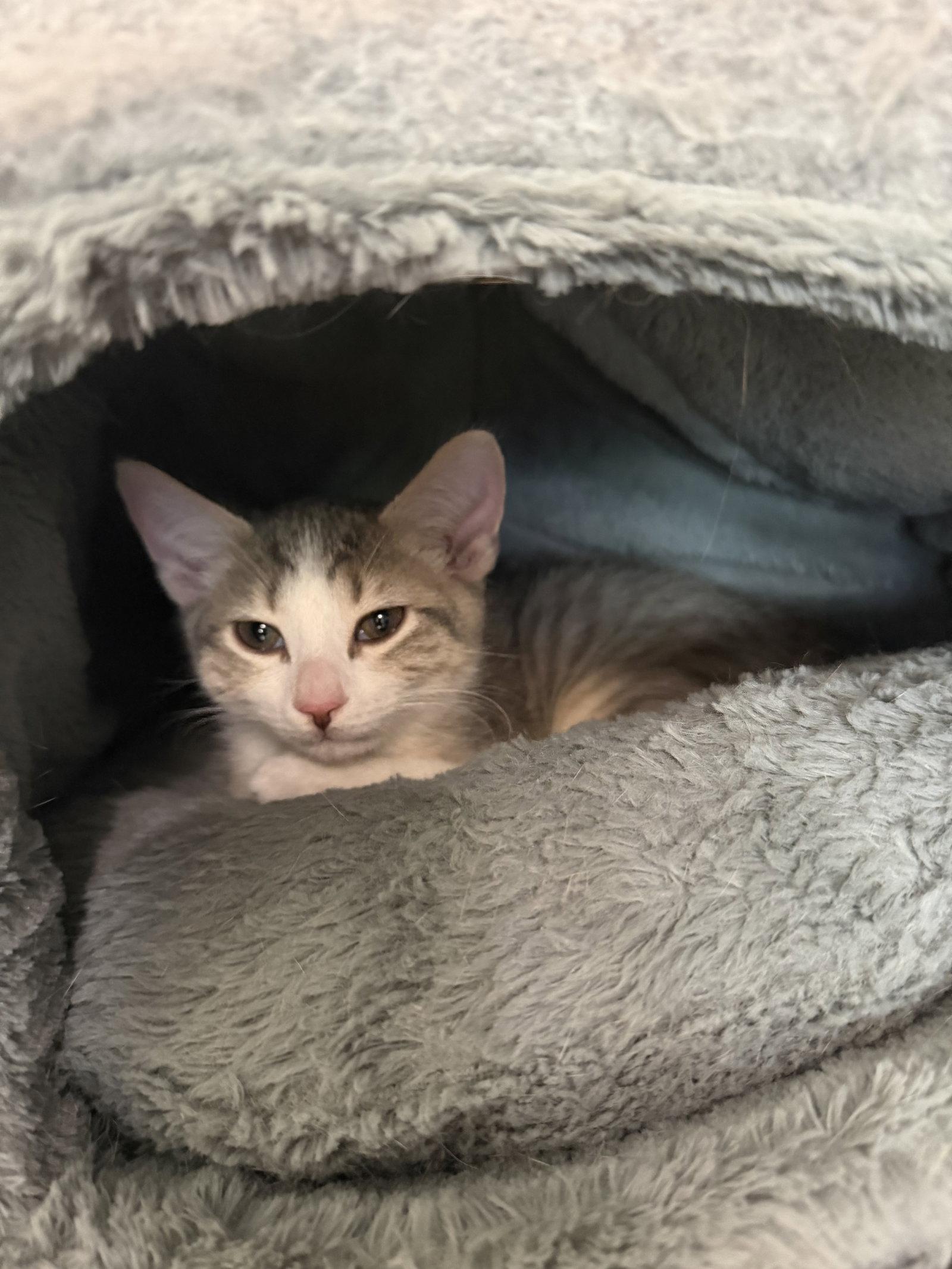 Dale, a Adoptable Domestic Short Hair in Oakboro , NC image 2/3