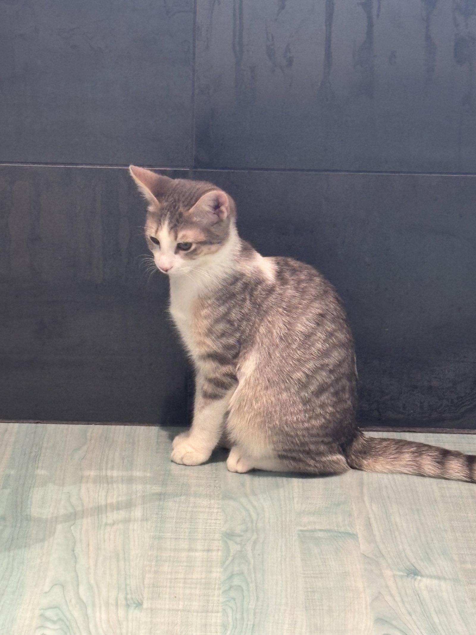 Dale, a Adoptable Domestic Short Hair in Oakboro , NC image 2/2
