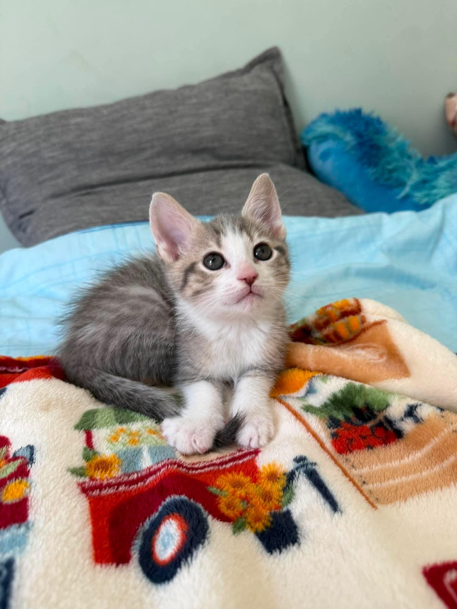 Dale, a Adoptable Domestic Short Hair in Oakboro , NC image 3/3