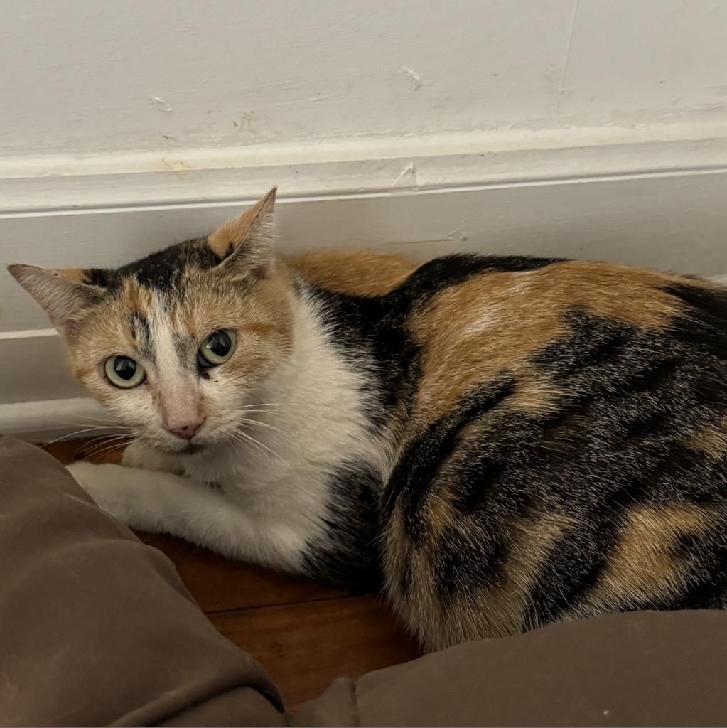 Mama Penny, Adoptable, Adult Female Domestic Short Hair.