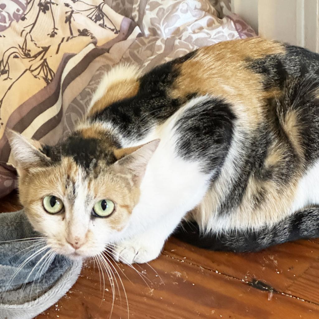 Enlarge Mama Penny, a Adoptable Domestic Short Hair in Mount Juliet, TN image 2/3