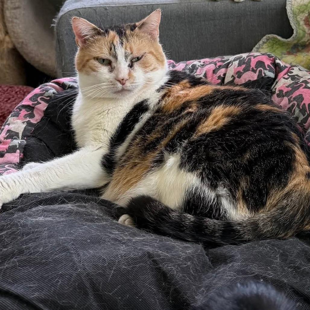 Enlarge Mama Penny, a Adoptable Domestic Short Hair in Mount Juliet, TN image 3/3