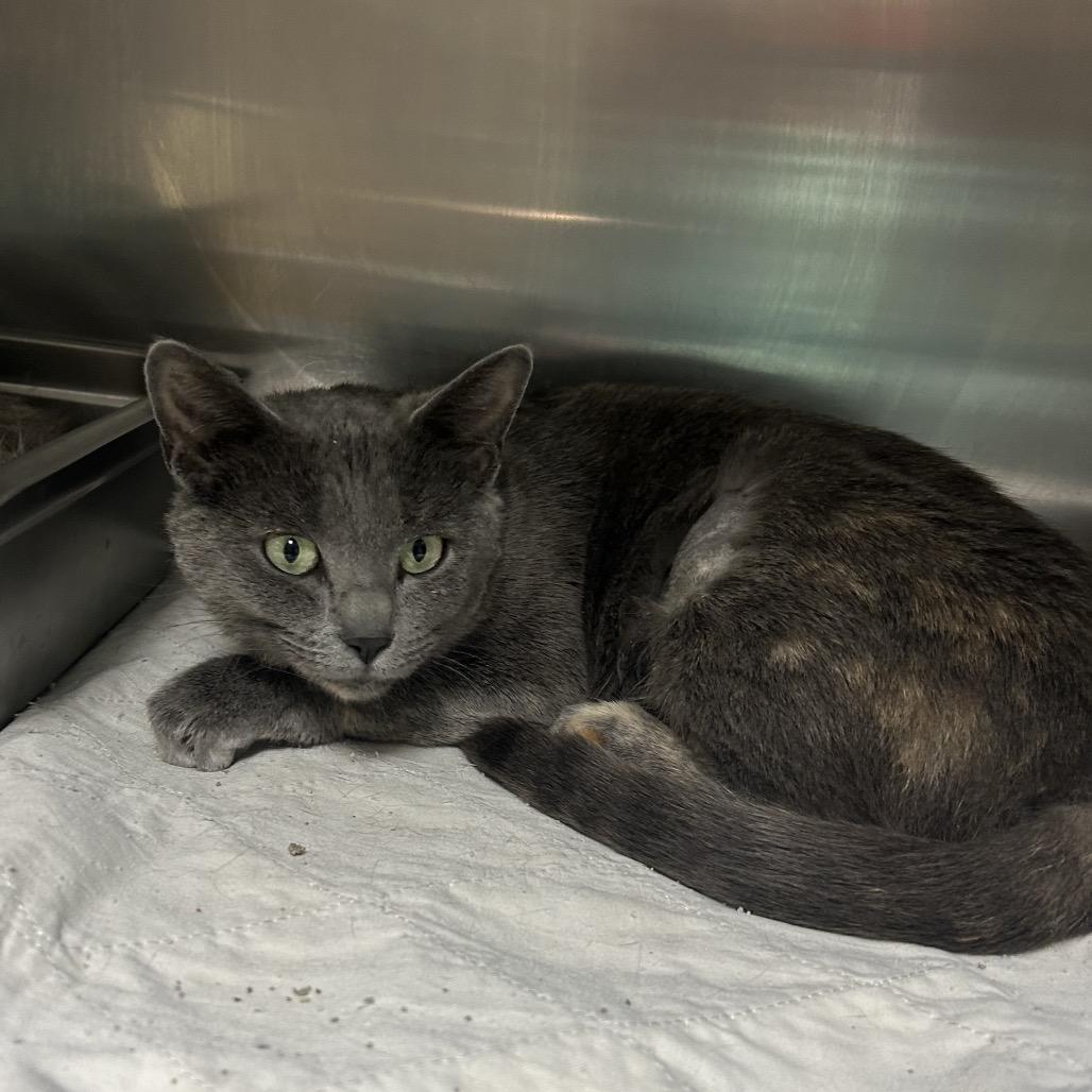 Enlarge Freya, a Adoptable Domestic Short Hair in Canton, IL image 1/6