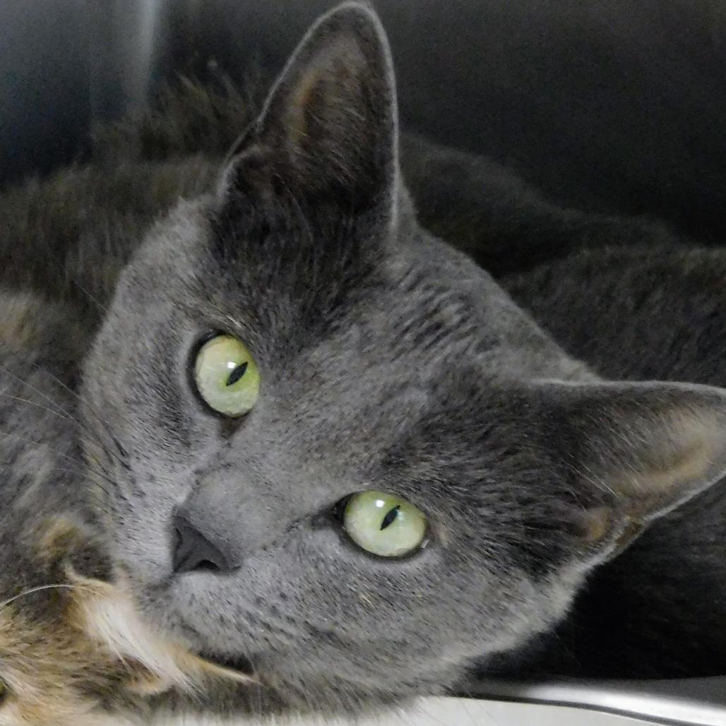 Enlarge Freya, a Adoptable Domestic Short Hair in Canton, IL image 3/6
